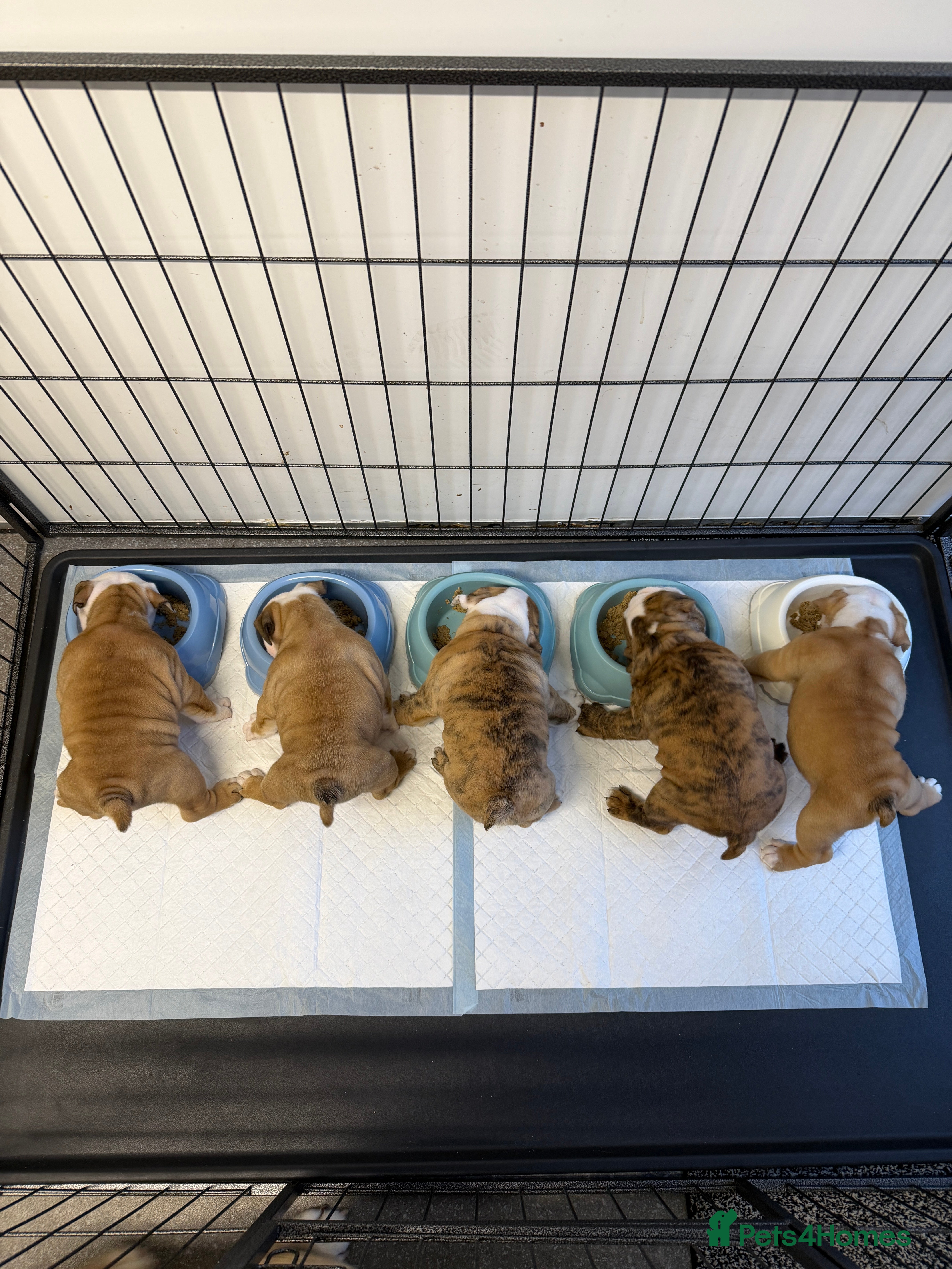 English Bulldog dogs *2 Boys* Bulldog Puppies - KC Standard/Registered - Advert 3