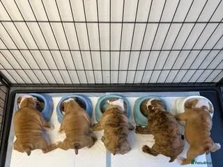 English Bulldog dogs *2 Boys* Bulldog Puppies - KC Standard/Registered - Advert 3
