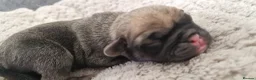 Frug dogs for sale: Amazing frug baby's  - Advert 3