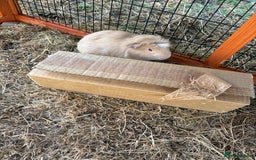 Guinea Pig rodents for sale: Sweet guinea pig boys to rehome. - Image 2