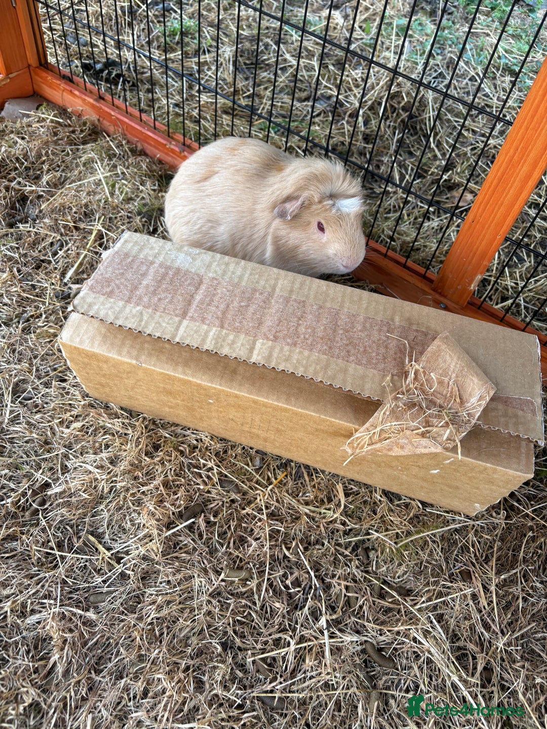 Guinea Pig rodents for sale: Sweet guinea pig boys to rehome. - Image 2