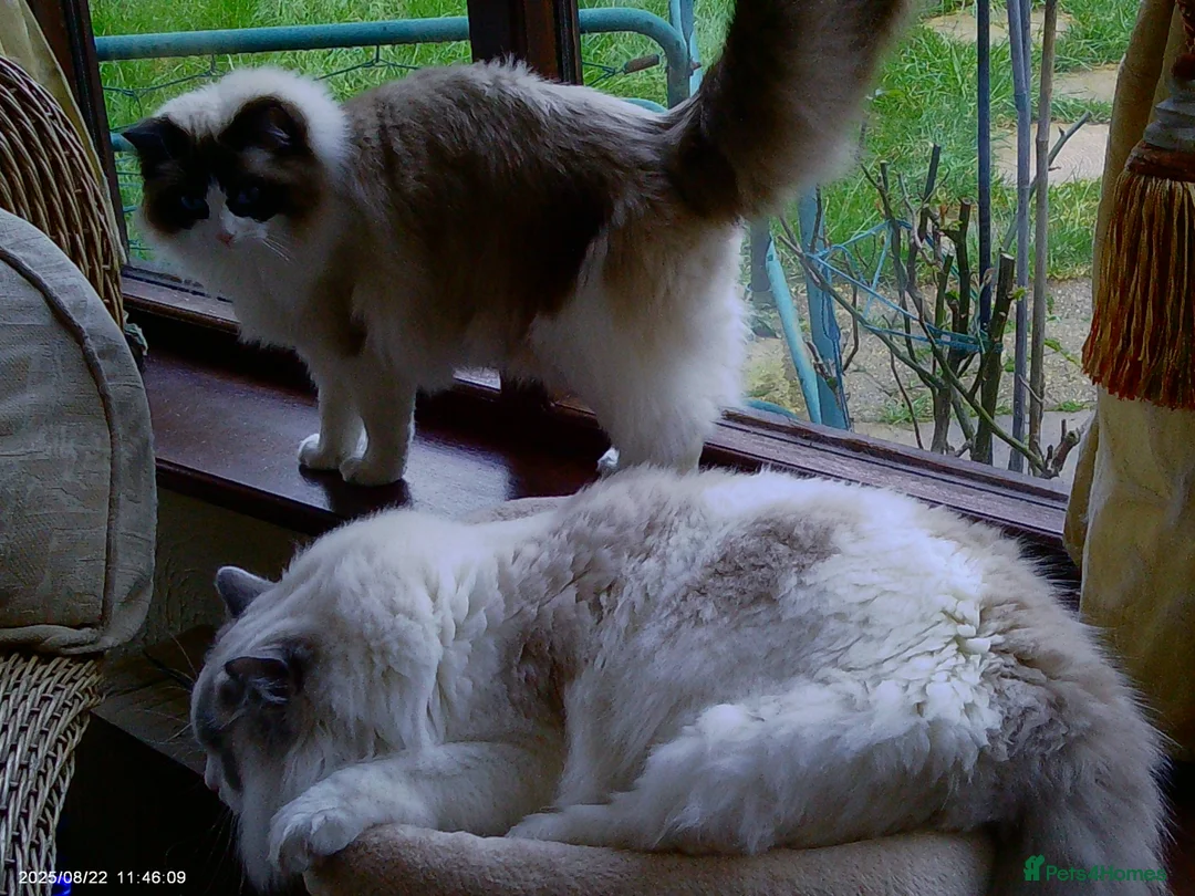 Ragdoll cats for sale: 2 Beautiful Ragdolls in need of rehoming - Advert 29