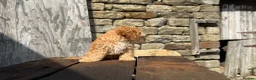Cockapoo dogs for sale: Full Health tested Amazing obedience champion  - Advert 13