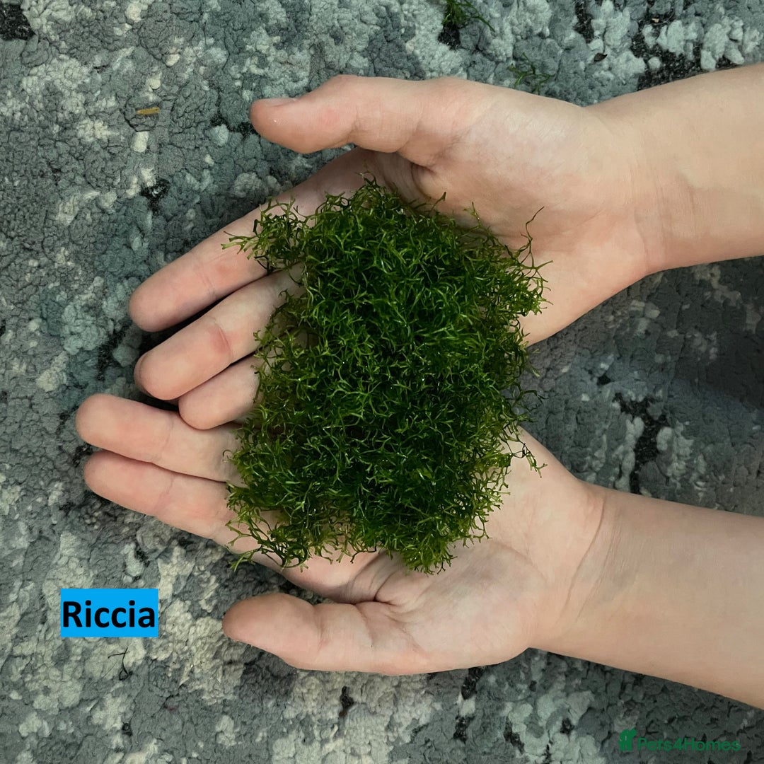 Corys fish for sale: Guppy grass*Riccia*CHEMICAL FREE*BUY 2 Get 1 FREE* - Advert 3