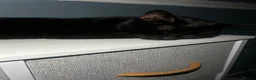 Domestic Shorthair cats for sale: Beautiful domestic shorthair cat in Nottingham - Advert 4