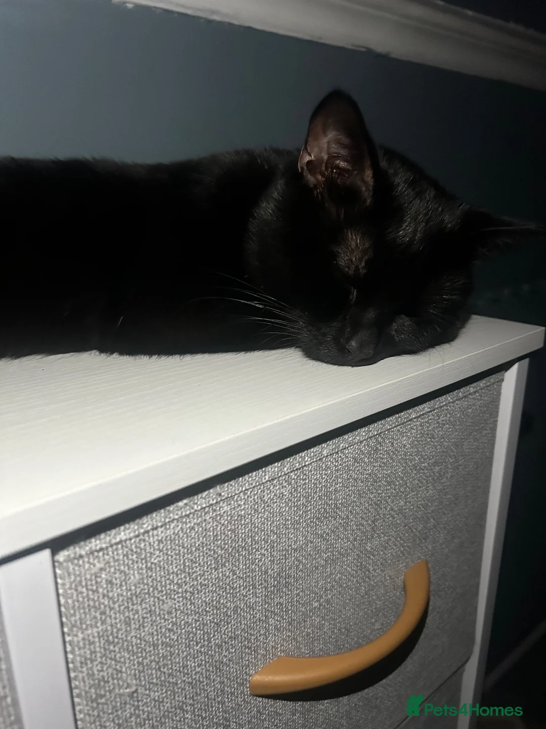 Domestic Shorthair cats for sale: Beautiful domestic shorthair cat in Nottingham - Advert 4
