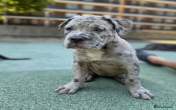 Mixed Breed dogs for sale: American bully / cane Corso puppy for sale - Image 4