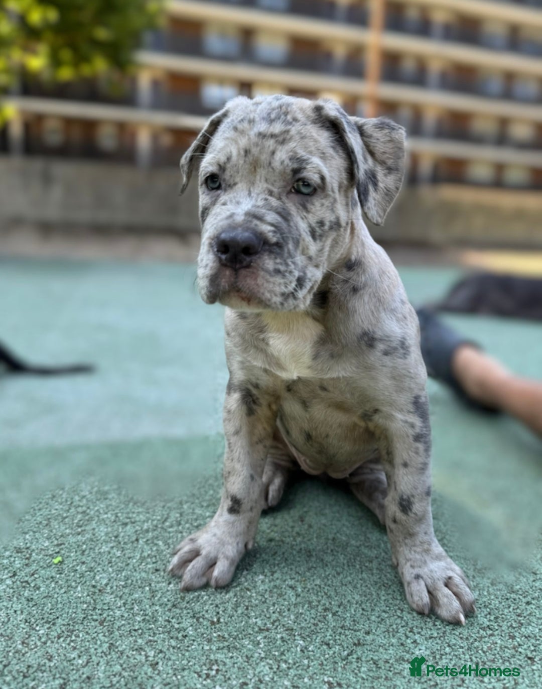 Mixed Breed dogs for sale: American bully / cane Corso puppy for sale - Image 4