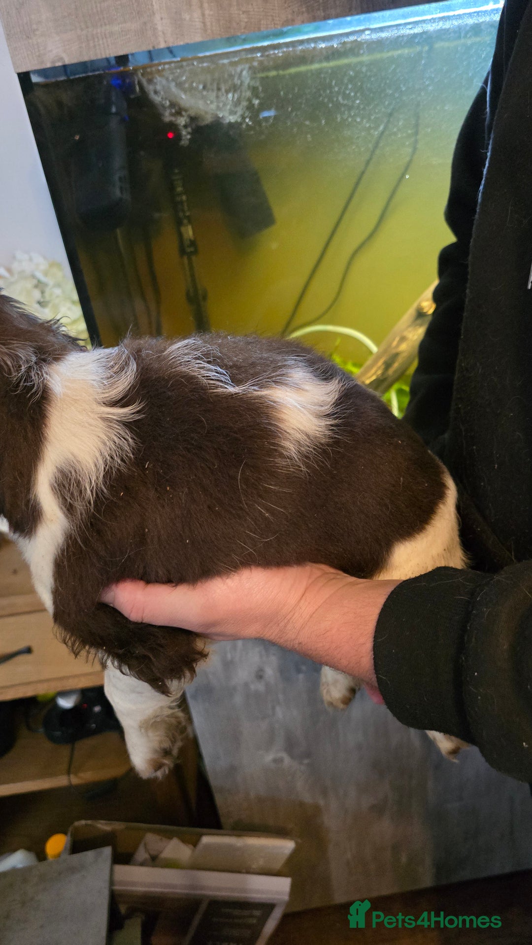 Cocker Spaniel dogs for sale: Chocolate Roan & Tan Cocker Spaniel Puppies - Advert 15