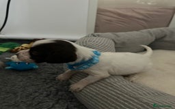 English Springer Spaniel dogs for sale: Adorable Springer Spaniel Puppy Boy - Image 21