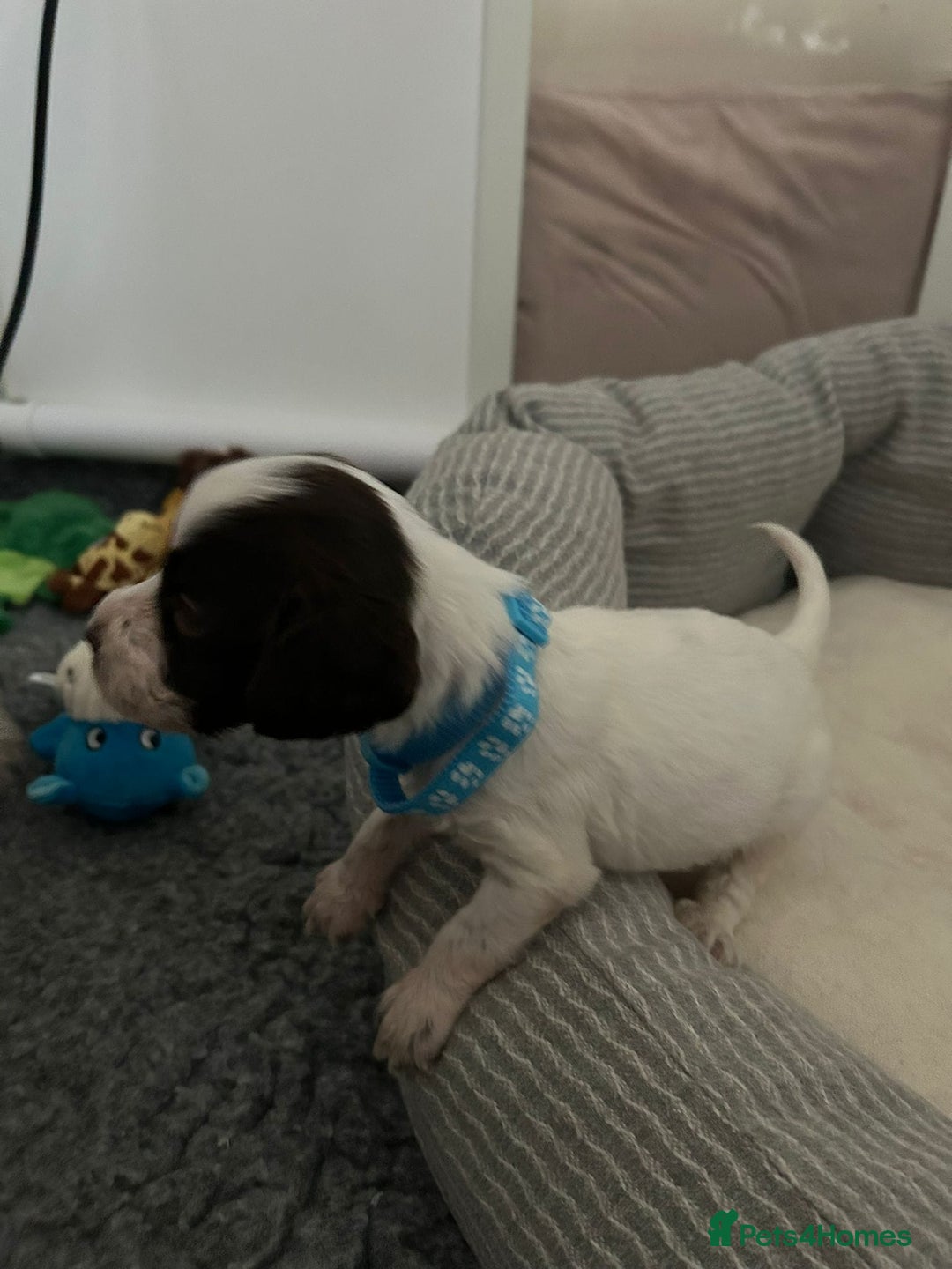 English Springer Spaniel dogs for sale: Adorable Springer Spaniel Puppy Boy - Image 21
