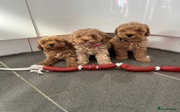 Cavapoo dogs for sale: Stunning F1bb Cavapoo puppies  - Image 3