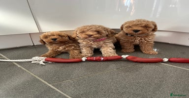 Cavapoo dogs - Advert 3