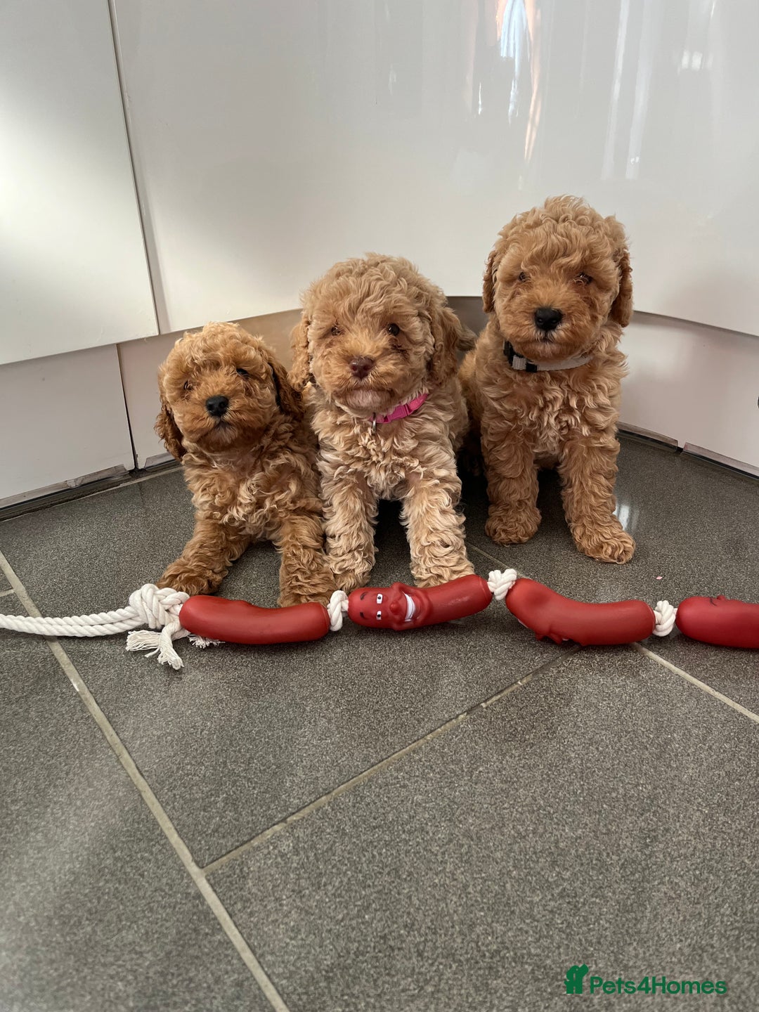 Cavapoo dogs for sale: Stunning F1bb Cavapoo puppies  - Image 3