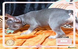 French Bulldog dogs for sale: Hello Pumpkin KC Frenchie Bulldogs A* Ready Soon! - Image 5