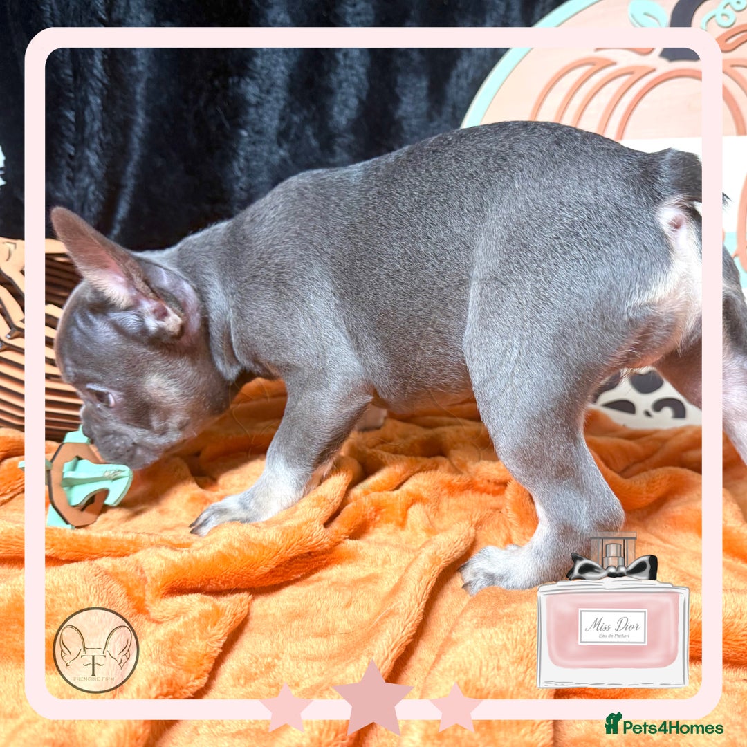 French Bulldog dogs for sale: Hello Pumpkin KC Frenchie Bulldogs A* Ready Soon! - Image 5