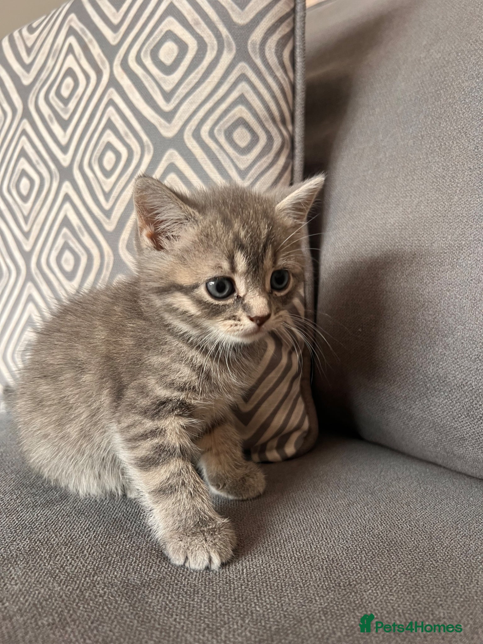 Scottish Fold Kitten 3