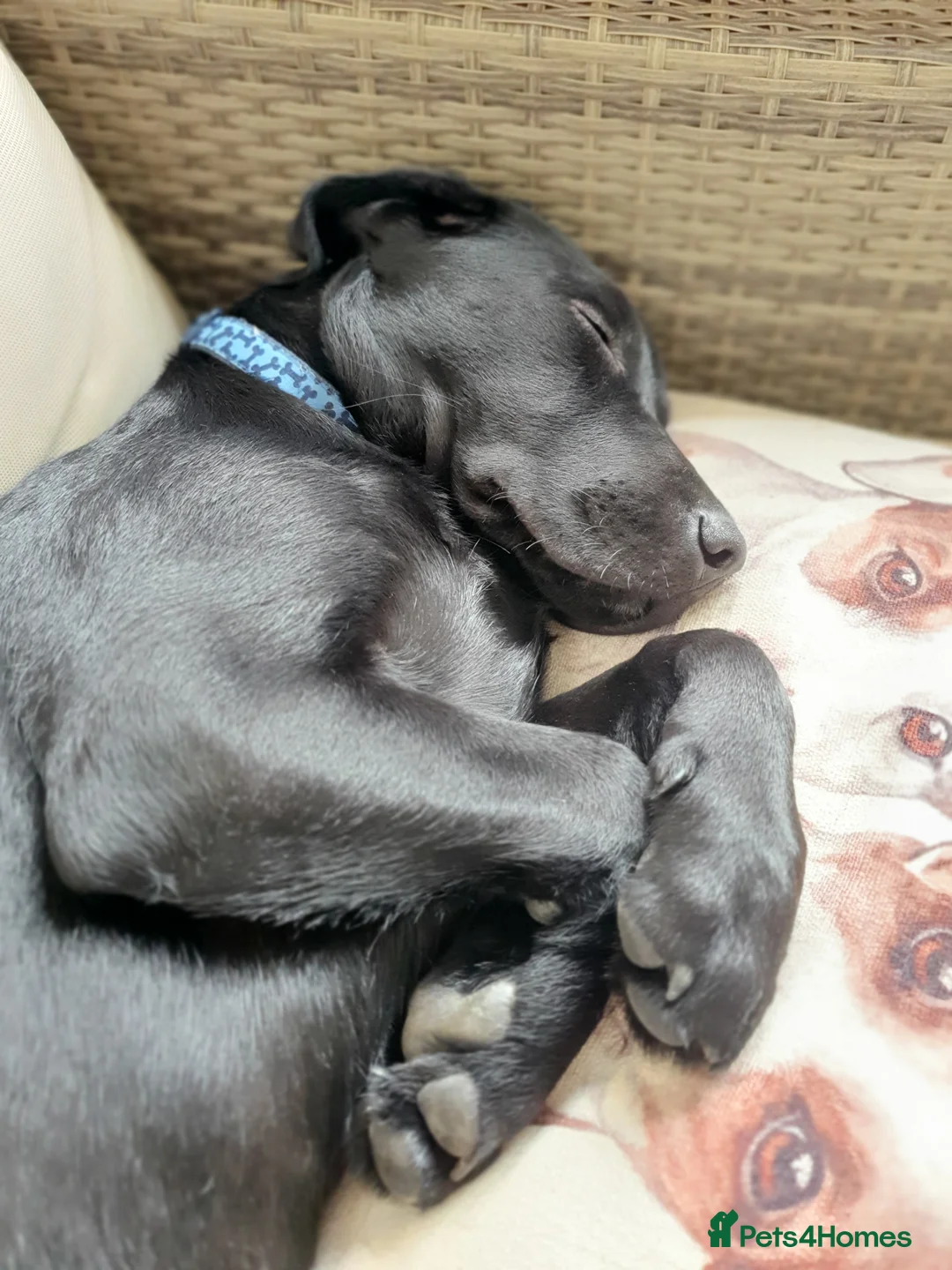 Labrador Retriever dogs for stud: Labrador KC registered for stud 2 years old Black - Advert 8