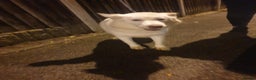 Siberian Husky dogs for sale: Snowball  - Advert 1