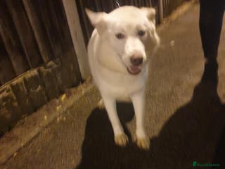 Siberian Husky dogs Snowball - Advert 2