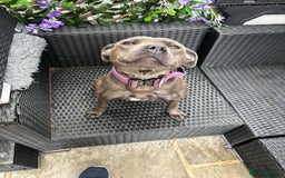 Staffordshire Bull Terrier dogs for sale: 14 Month old blue staffy - Image 2