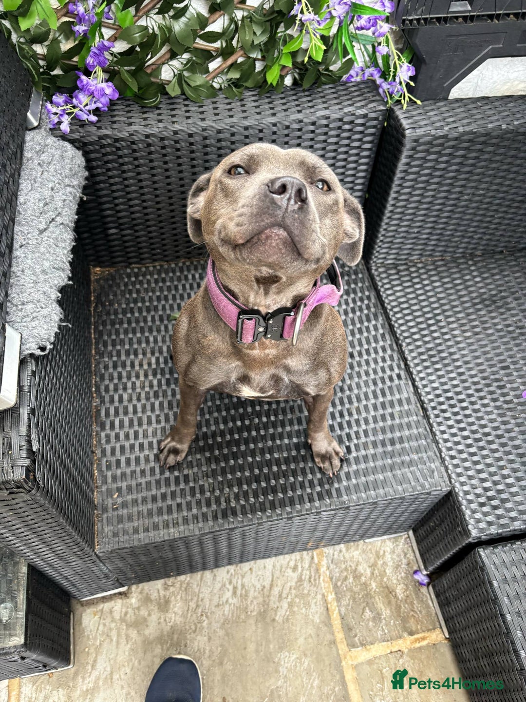 Staffordshire Bull Terrier dogs for sale: 14 Month old blue staffy - Image 2