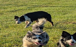 Border Collie dogs for sale: Abi isds reg - Image 7