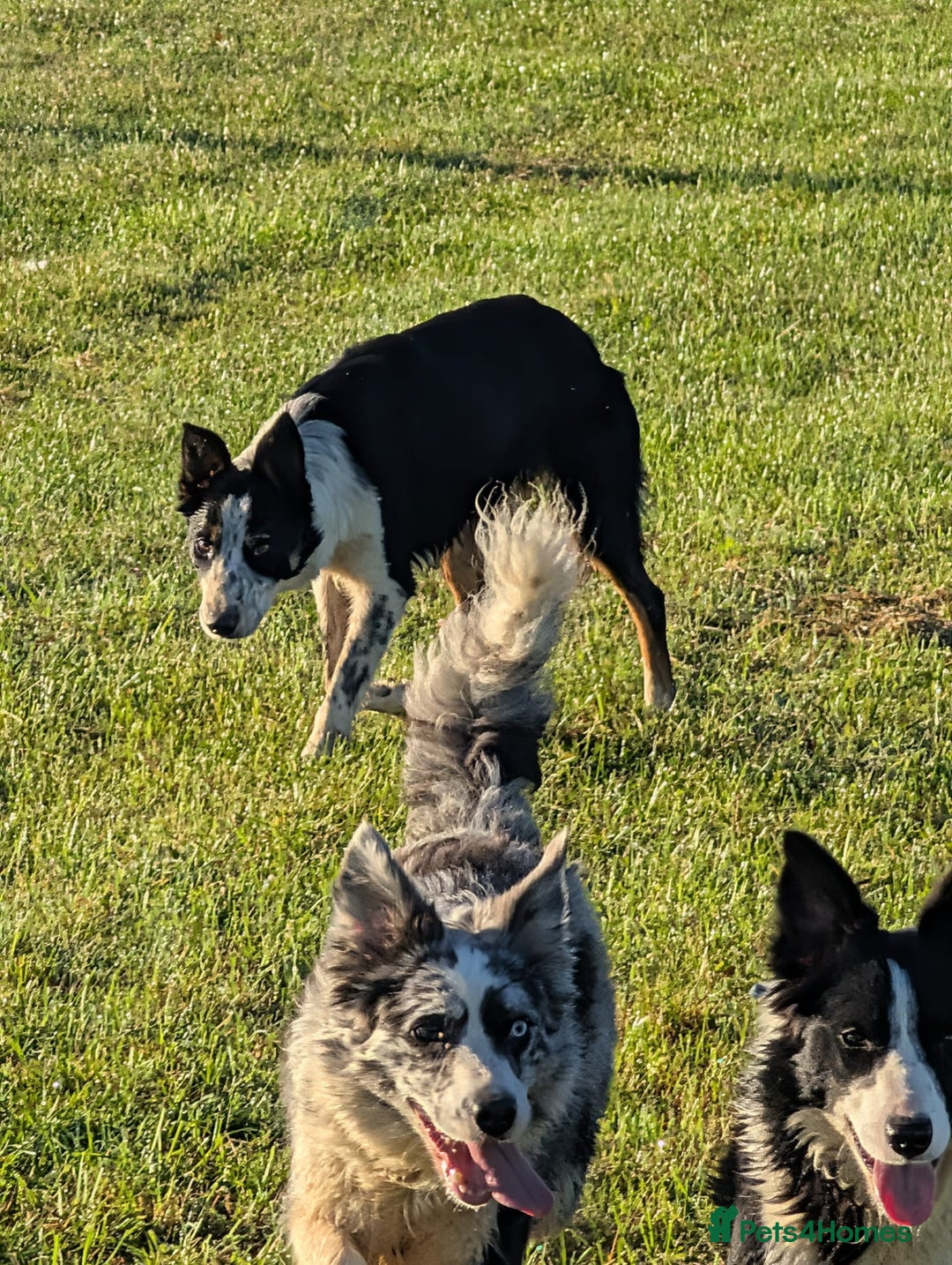 Border Collie dogs for sale: Abi isds reg - Image 7