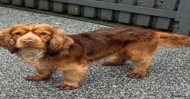 Cocker Spaniel dogs - Advert 3
