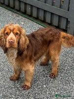 Cocker Spaniel dogs - Advert 3