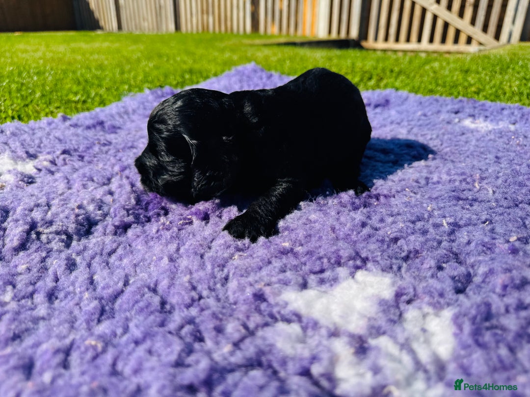 Mixed Breed dogs for sale: Schnoodle Babies 🐾🐾🐾 - Image 13