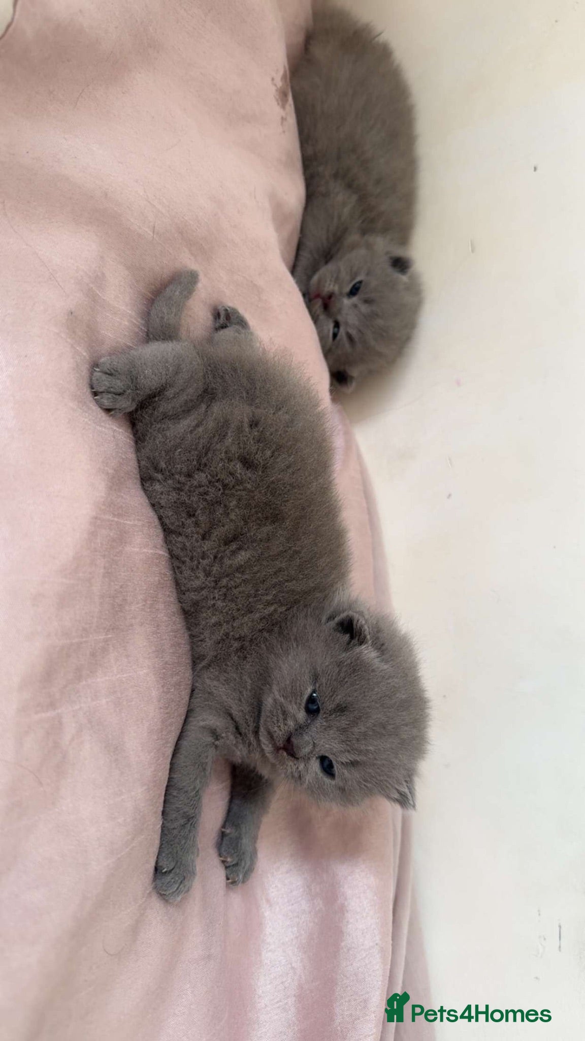 British Shorthair cats Adorable British Shorthair Kittens🐾 - Advert 1