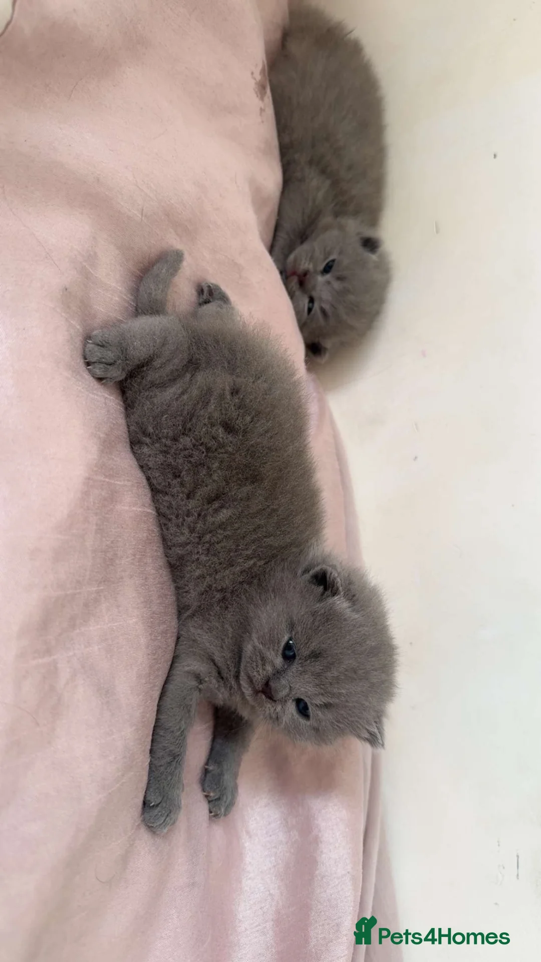 British Shorthair cats for sale: Adorable British Shorthair Kittens🐾 - Advert 1