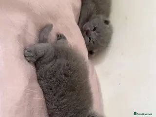 British Shorthair cats Adorable British Shorthair Kittens🐾 - Advert 1