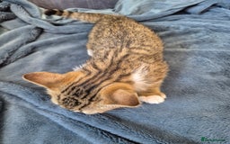 Selkirk Rex cats for sale: Pedigree Selkirk rex  kittens ready now  in Burnham-on-Sea - Image 31