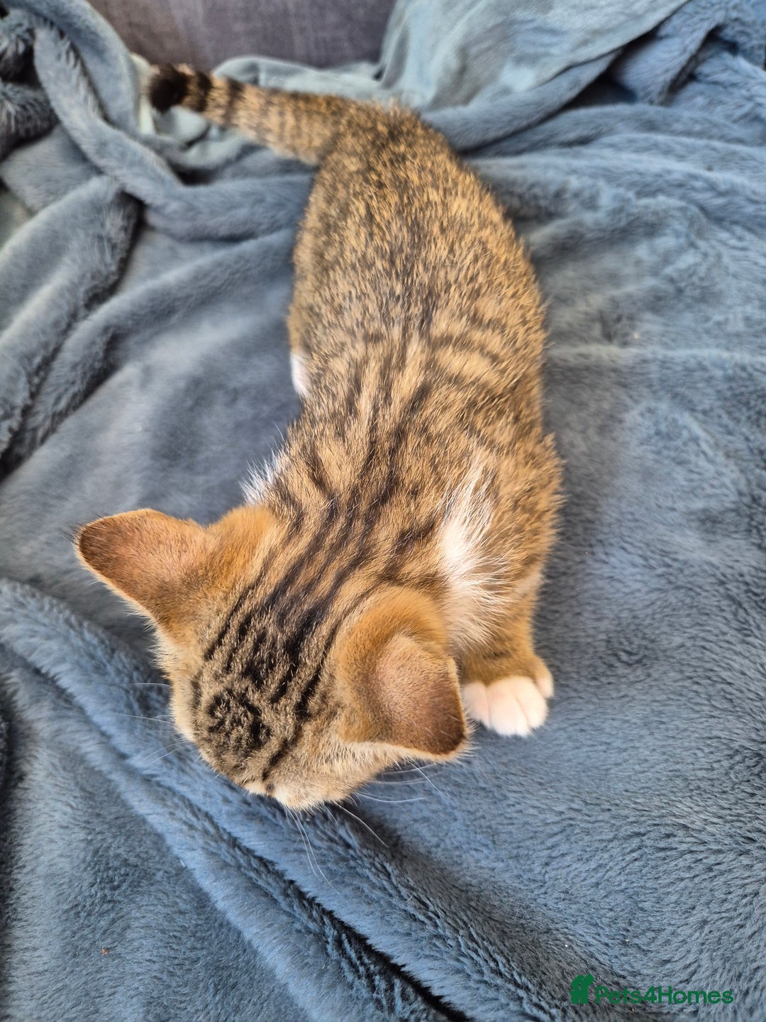 Selkirk Rex cats for sale: Pedigree Selkirk rex  kittens ready now  in Burnham-on-Sea - Image 31