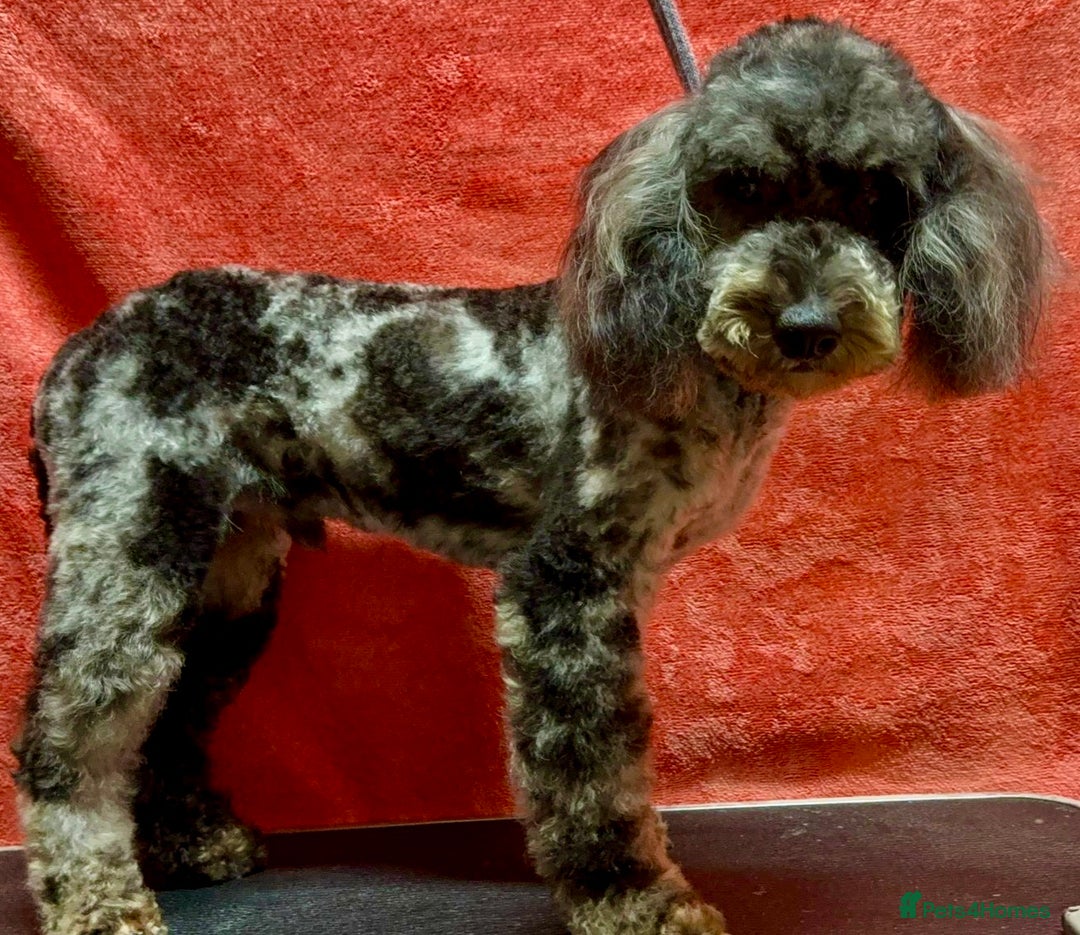 Poodle dogs for adoption: Spots: The Poodle Who Was Left to Die - Image 6