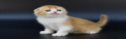 Scottish Fold cats for sale: LICENSED CATTERY PURE BREED TOP QUALITY KITTENS - Advert 22