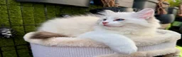 Ragdoll cats for sale: WORLD BEATIFUL RAGDOLL KITTEN / FIFE - Advert 8