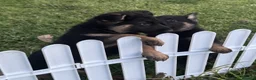 German Shepherd dogs for sale: ♔♛Deligent GSD Puppies for Sale –♔♛ - Advert 2