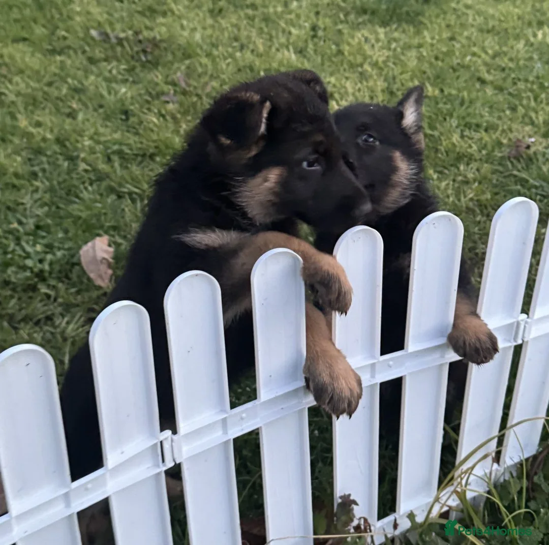 German Shepherd dogs for sale: ♔♛Deligent GSD Puppies for Sale –♔♛ - Advert 2