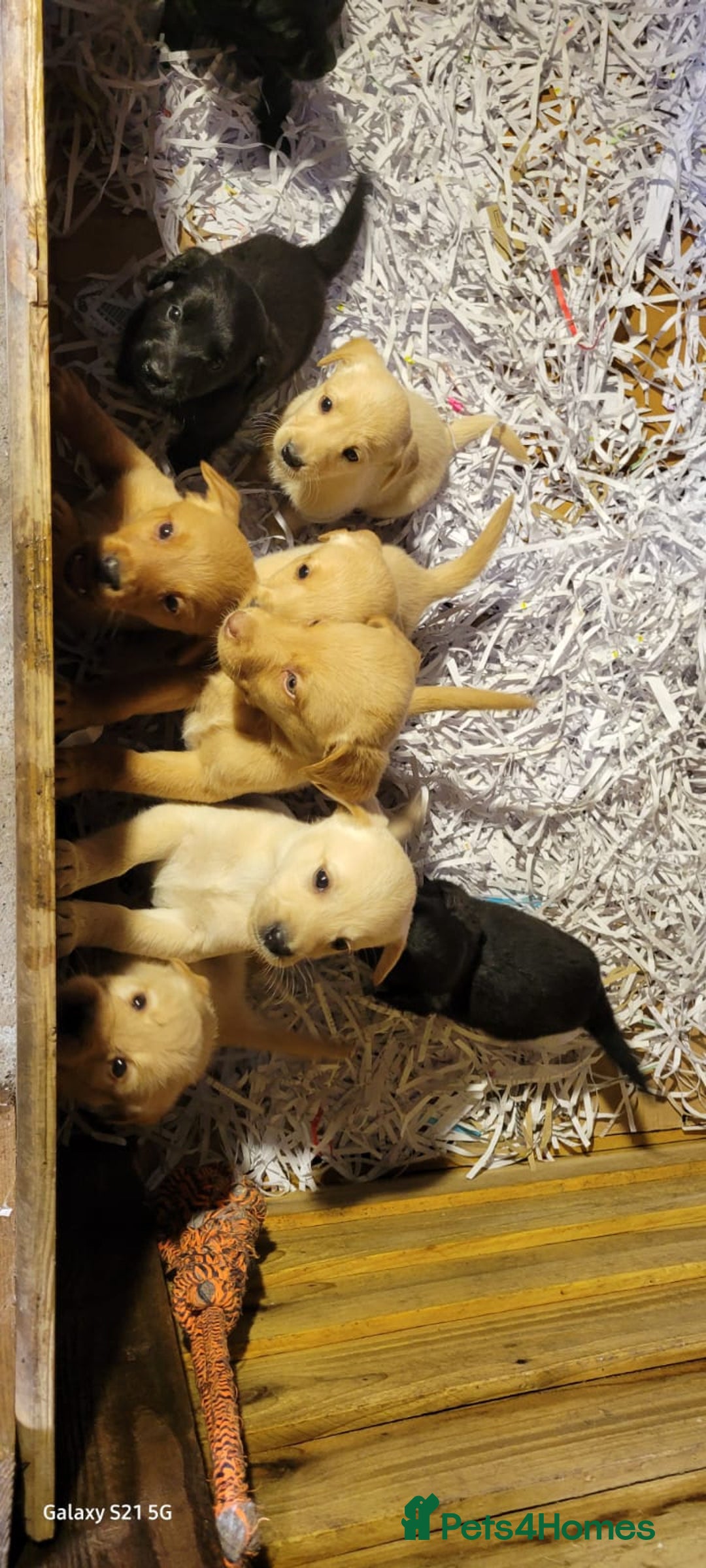 Labradoodle dogs for sale: F1b labradoodle,  back cross to a labrador - Image 26