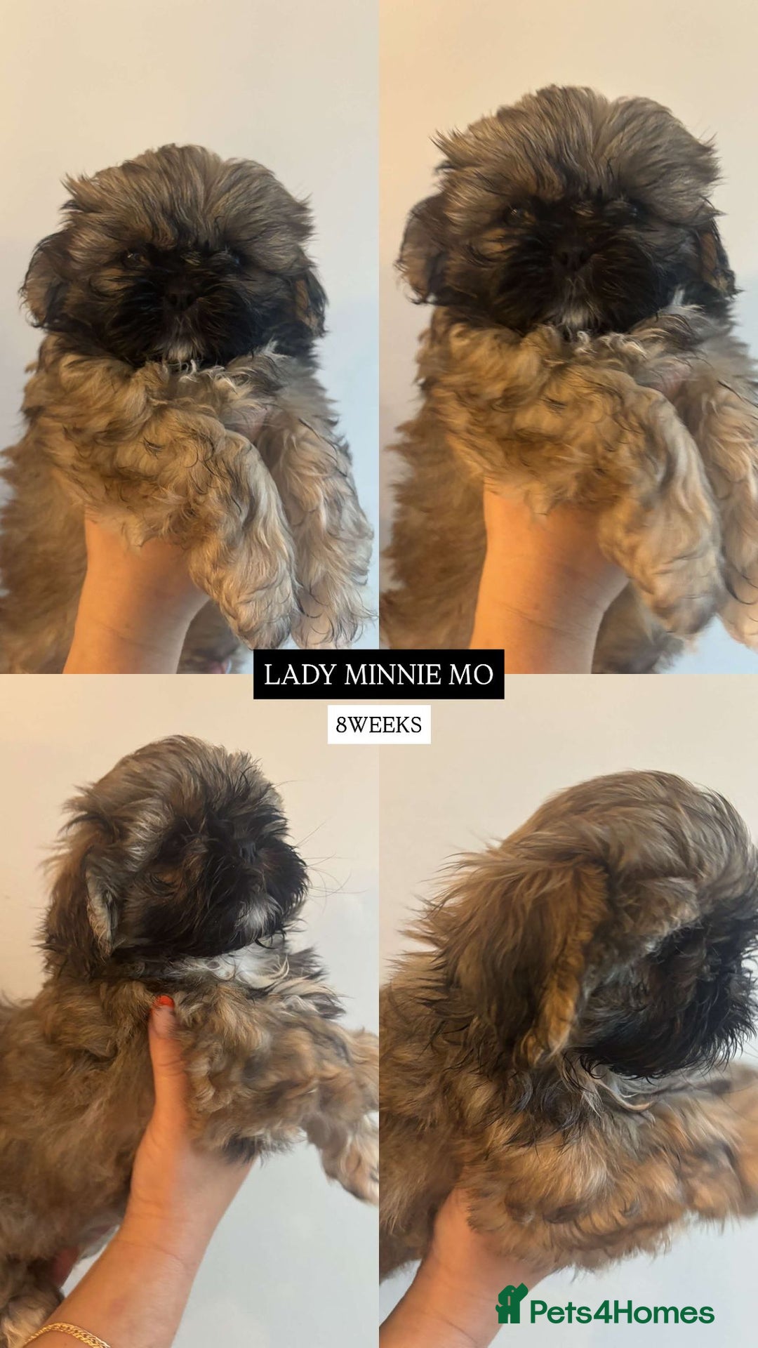 Shih Tzu dogs for sale: !READY NOW! 1 boy left!! pure bred shih tzu 🐾 🐾  - Image 15