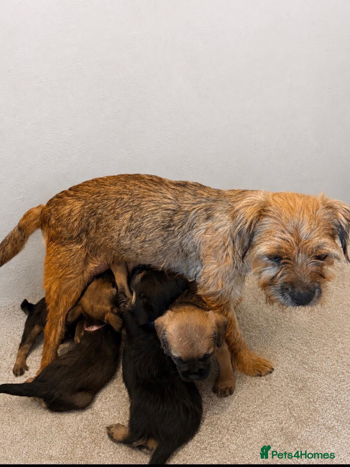 Border Terrier dogs Kc registered border terrier puppies - Advert 2