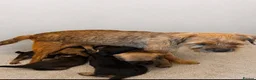 Border Terrier dogs for sale: Kc registered border terrier puppies - Advert 2