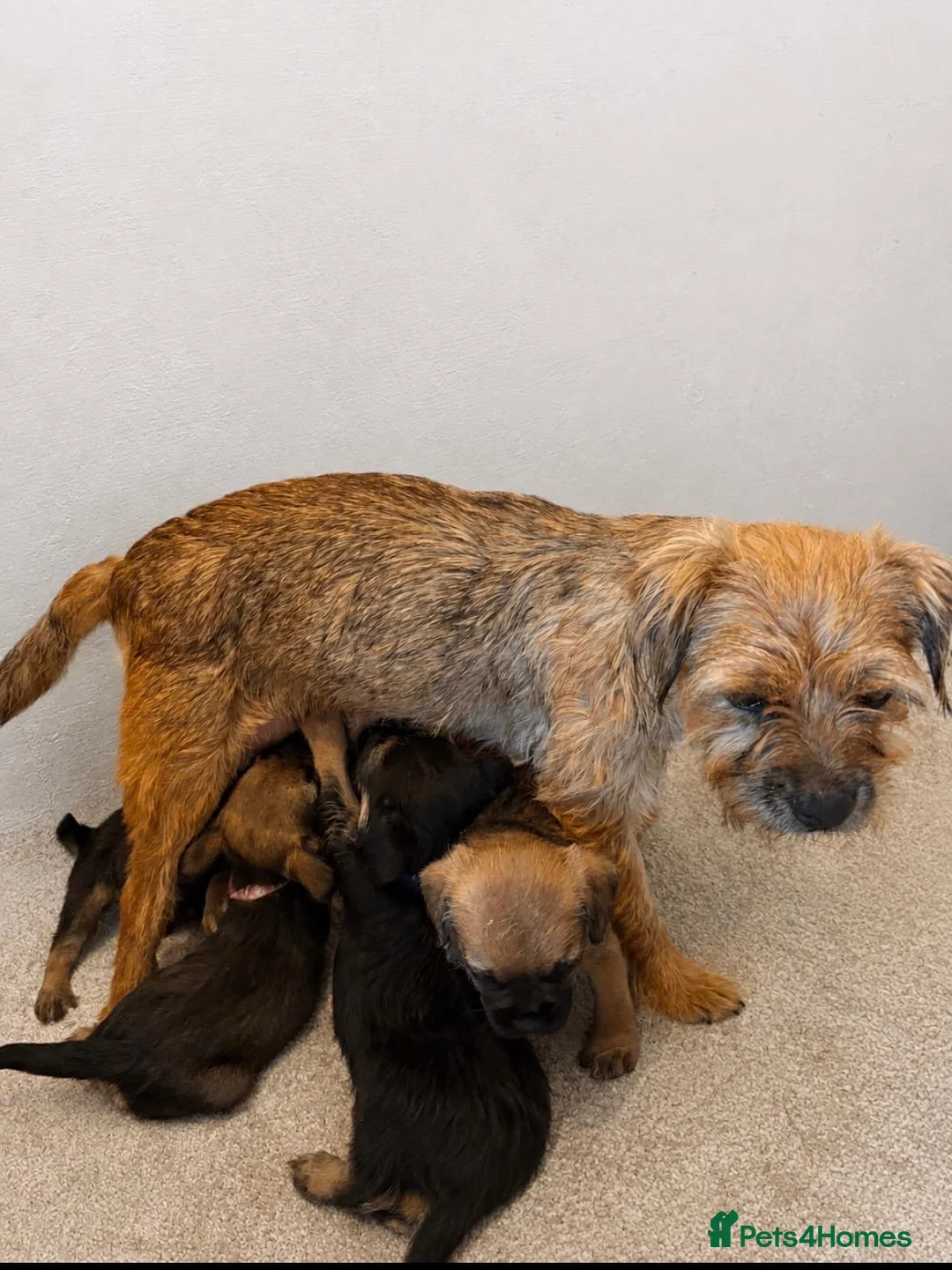 Border Terrier dogs for sale: Kc registered border terrier puppies - Advert 2