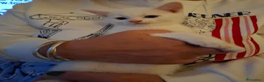 Mixed Breed Kitten 1