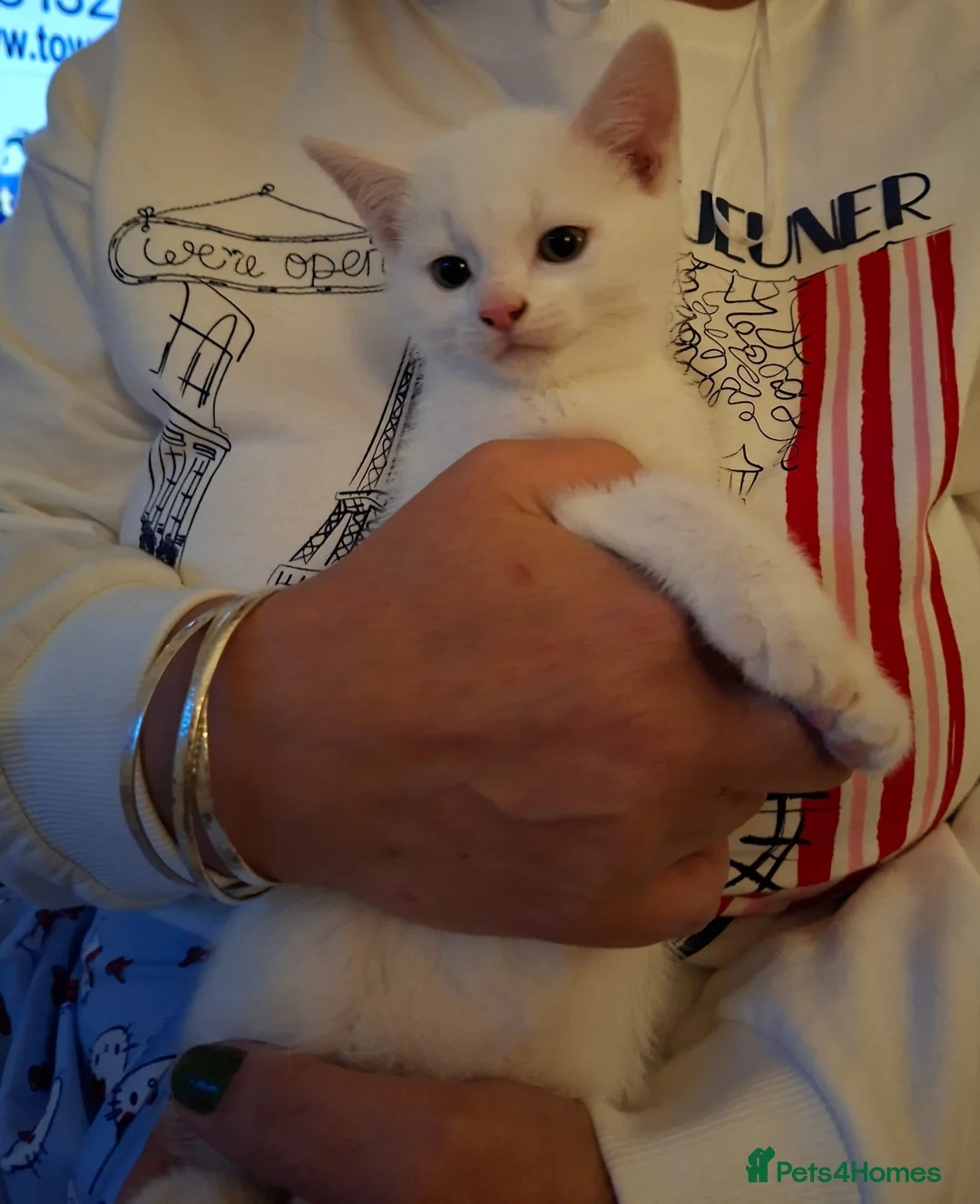 Mixed Breed cats for sale: 1 White male, 1 White female, 1 black and white  - Advert 2