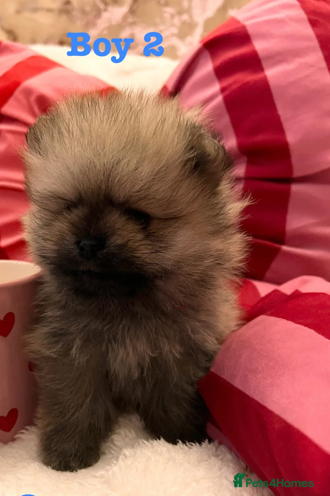 Pomeranian dogs for sale: Pomeranian Puppies looking for their new homes❤️ - Advert 12