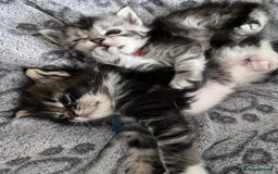 Maine Coon cats for sale: Maine coon kitten  - Image 33